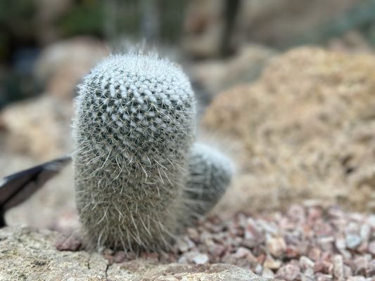 Muttart Conservatory by null