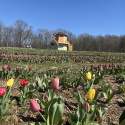The Gathering Barn at Liberty Grace Farm & Vineyard - Tulip field