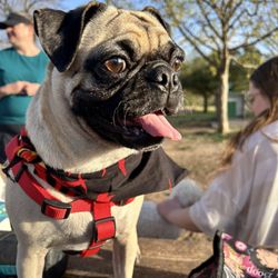 Round Rock Dog Depot - Lola having fun