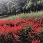 Photo of Turnipseed Nursery Farms