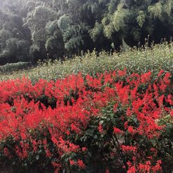 Turnipseed Nursery Farms