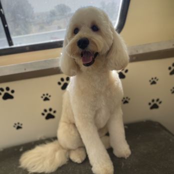 Canine Barber - Pet Groomers Near Me - Sun valley, California Canine Barber - Pet Groomers Near Me - Sun valley, California