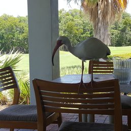 a bird standing on a table