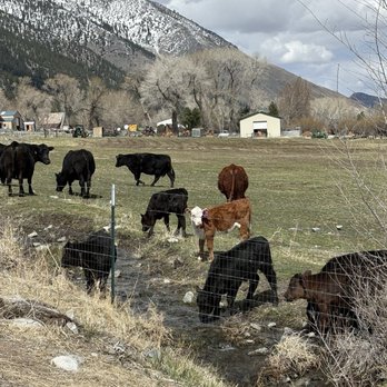 David Walley's Resort - Calves near Trail - Day Spas Near Me - Genoa, Nevada