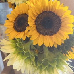 Pretty yellow and white sunflowers!