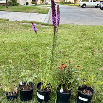 Green Thumb Nursery - 5 plants(left to right): catnip, moringa, blazing star, echinacea, and Howard McMinn's manzanita. - Nurseries & Gardening Near Me - Ventura, California