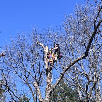 Martin’s Tree Service - Tree Services Near Me Martin’s Tree Service - Tree Services Near Me