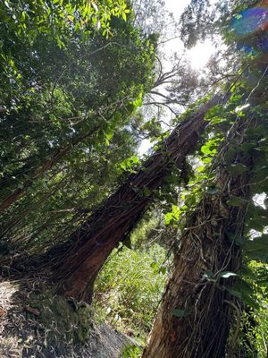 Waikamoi Nature Trailhead and Parking Area by null