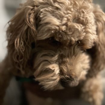 Groomobile Inc - Uneven on muzzle are - Pet Groomers Near Me Groomobile Inc - Uneven on muzzle are - Pet Groomers Near Me