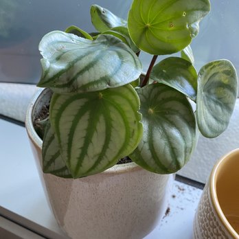 Fleurt Collective - The peperomia they potted for me! - Gift Shops Near Me - Seattle, Washington Fleurt Collective - The peperomia they potted for me! - Gift Shops Near Me - Seattle, Washington