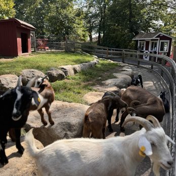 Abma's Farm - Goats - Farmers Market Near Me - Wyckoff, New Jersey Abma's Farm - Goats - Farmers Market Near Me - Wyckoff, New Jersey