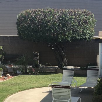 Oc Tree Care - Tree Services Near Me - Orange, California Oc Tree Care - Tree Services Near Me - Orange, California