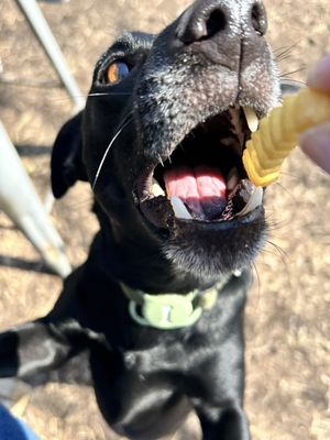 MUTTS Canine Cantina® by null