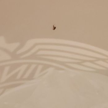 Wingstop - Bug leg in my drinking cup - Chicken Wings Near Me - Renton, Washington Wingstop - Bug leg in my drinking cup - Chicken Wings Near Me - Renton, Washington