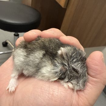 Gulf Coast Veterinary Specialists - She's was suffering - Veterinarians Near Me - Houston, Texas