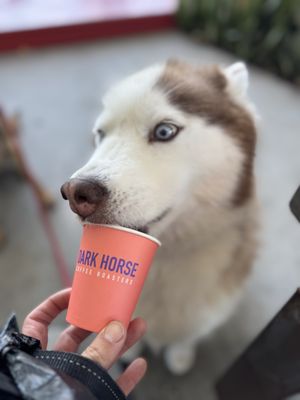 Dark Horse Coffee Roasters. by null