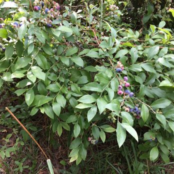 Buffy's Blueberries - Community Gardens Near Me - Moneta, Virginia