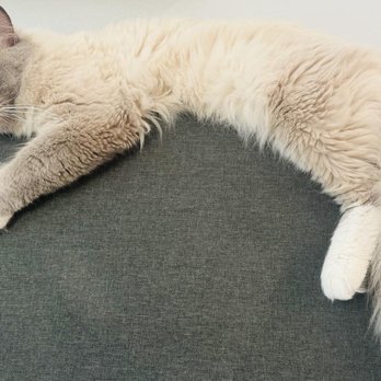Ragmeister Ragdolls - Pet Breeders Near Me Ragmeister Ragdolls - Pet Breeders Near Me