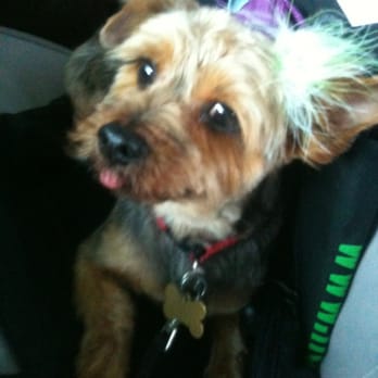 Sylvano's Pet Studio - Bonfufu looking fab after her day at the spa. - Pet Groomers Near Me - Spokane, Washington