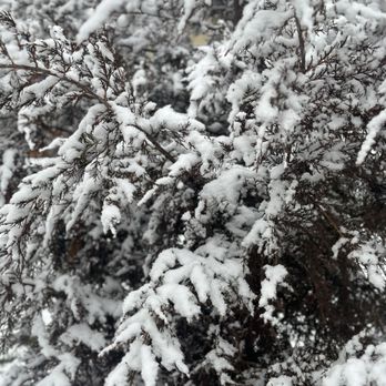 Aaron's Tree Service - Snow causes branches to break. On occasions, they hang broken on the tree. If you need branch(es) removed contact us. Free quotes - Tree Services Near Me