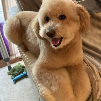 Boujee Bubbles Mobile Dog Grooming - Hermoine after her spa day. - Pet Groomers Near Me Boujee Bubbles Mobile Dog Grooming - Hermoine after her spa day. - Pet Groomers Near Me