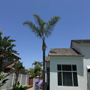 PR Landscape - Palm Trimming After - Landscaping Near Me PR Landscape - Palm Trimming After - Landscaping Near Me