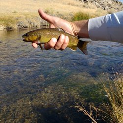 The Trout Fly & Troutfitter - Dave holding my first catch!