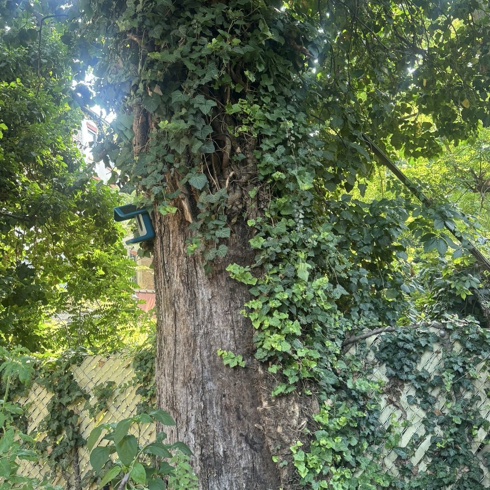 Tarzan Tree Removal - Tree on backyard - Tree Services Near Me Tarzan Tree Removal - Tree on backyard - Tree Services Near Me