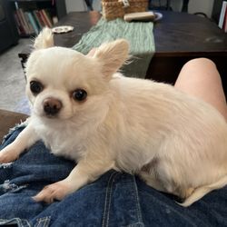 Fluffy Divine The Pet Spa - Penny all cleaned up
