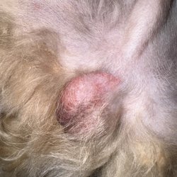 Pup It Up - Rash that Daniel said was a "razor burn" when the area is NOT shaved.