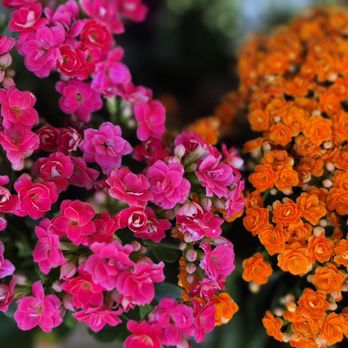Trader Joe's - Flowers - Grocery Near Me - Los Angeles, California Trader Joe's - Flowers - Grocery Near Me - Los Angeles, California