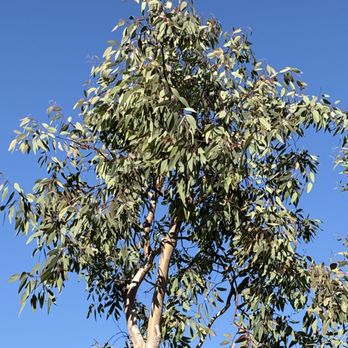 Verde Scapes Landscaping & Tree Services - Tree Services Near Me - Costa Mesa, California Verde Scapes Landscaping & Tree Services - Tree Services Near Me - Costa Mesa, California