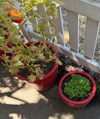 Winnie Superette by null