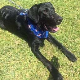 Happy pup after grooming Happy pup after grooming