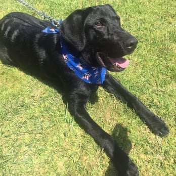 Healthy Paws - Happy pup after grooming - Pet Groomers Near Me - Whittier, California Healthy Paws - Happy pup after grooming - Pet Groomers Near Me - Whittier, California