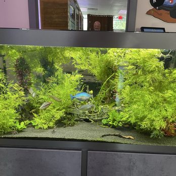 Fins Freshwater Aquariums - Planted Fluval Tank. Looks pretty slick. - Local Fish Stores Near Me - Bartlett, Tennessee Fins Freshwater Aquariums - Planted Fluval Tank. Looks pretty slick. - Local Fish Stores Near Me - Bartlett, Tennessee