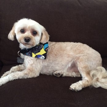 A Pet Affaire - Pet Groomers Near Me - Oxnard, California A Pet Affaire - Pet Groomers Near Me - Oxnard, California