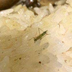 Beijing Restaurant - Small green bug