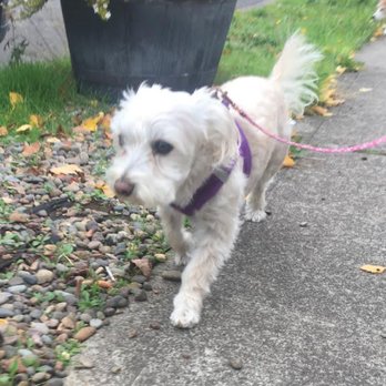 Gresham PDX Dog Sitting - Pet Sitting Near Me