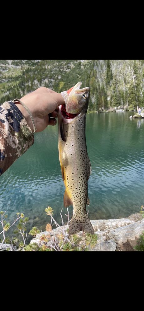 Montana Troutfitters Logo