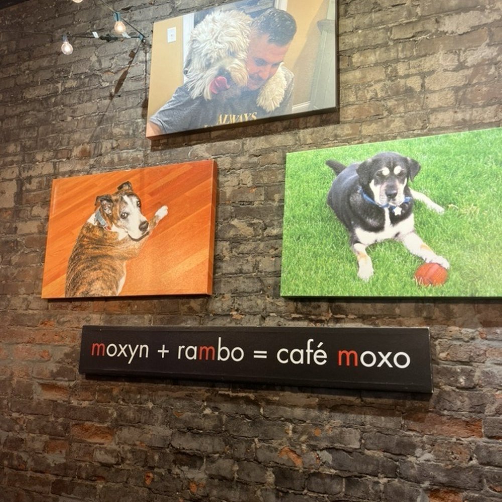 Cafe Moxo - Interior deco. What a great Cafe name tribute! - Cafes Near Me - Springfield, Illinois Cafe Moxo - Interior deco. What a great Cafe name tribute! - Cafes Near Me - Springfield, Illinois