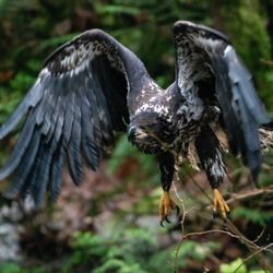 Surfside Adventure Tours - Salmon Run-Eagle's Hunt