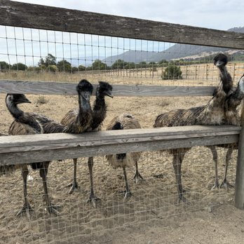 Ostrichland USA - Attraction Farms Near Me - Solvang, California Ostrichland USA - Attraction Farms Near Me - Solvang, California