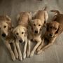 Photo of Bailey's Goldens