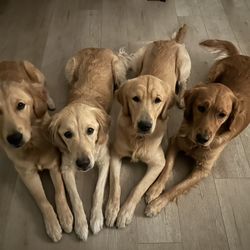 Bailey's Goldens