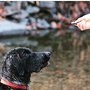 Photo of Hungry Hound Beer Grain Treats