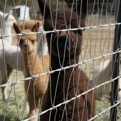 Tierra Prometida Alpacas