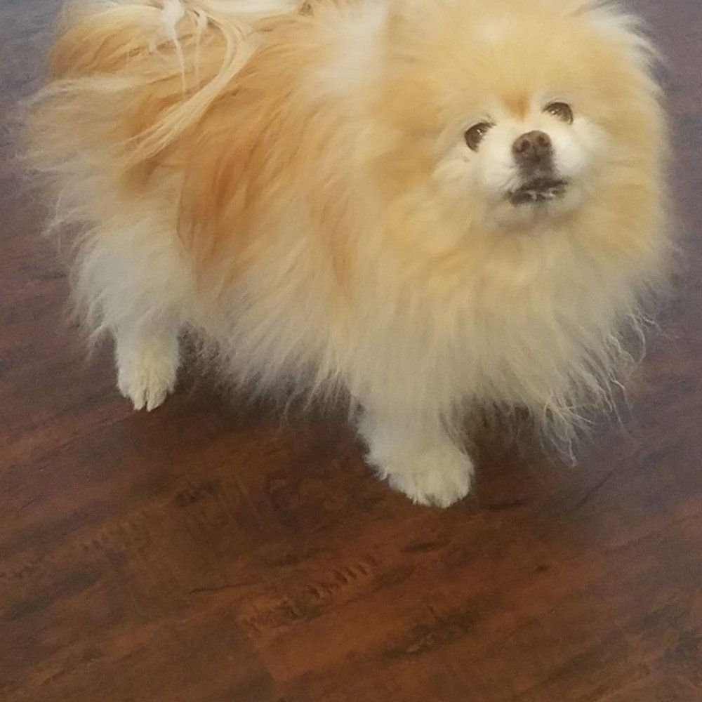 Calling All Paws - Dolce Q. before..... - Pet Groomers Near Me - Las Vegas, Nevada