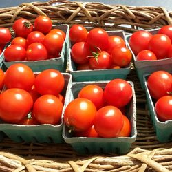 Greenfield Hill Farmers Market - Campari tomatoes, Silver Pond Farm, Fairfield, CT