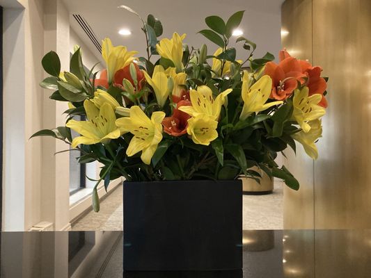 Ogden Cap Properties L L C